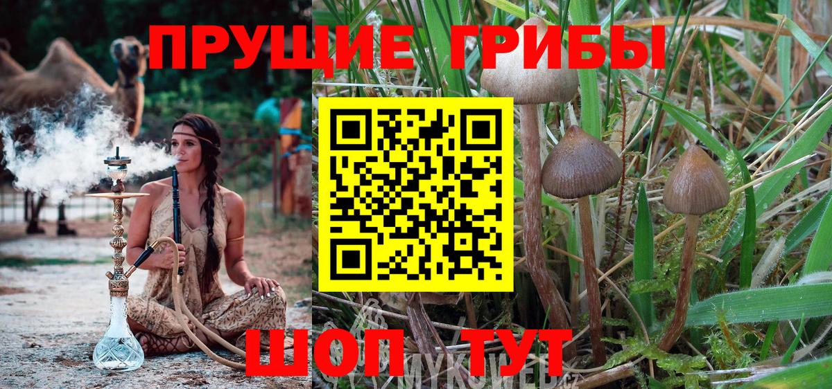 Псилоцибиновые грибы Psilocybine cubensis Петропавловск-Камчатский