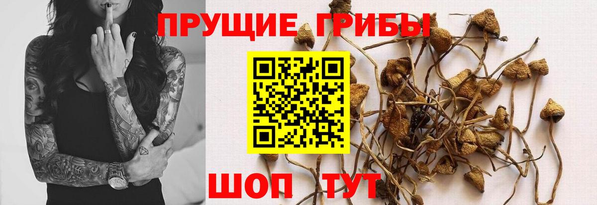 Петропавловск-Камчатский  Псилоцибиновые грибы прущие грибы  Вход с VPN  Галлюциногенные грибы мухоморы 